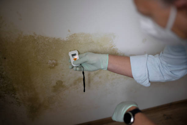 Best Residential Mold Removal  in Unionville, MO
