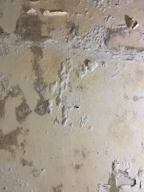 Best Professional Mold Removal  in Unionville, MO