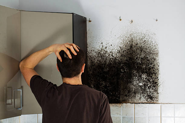 Best Commercial Mold Removal  in Unionville, MO